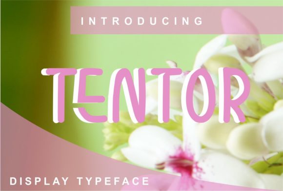 Why Tentor Is Becoming the Go-To Display Font for Modern Design Workflows